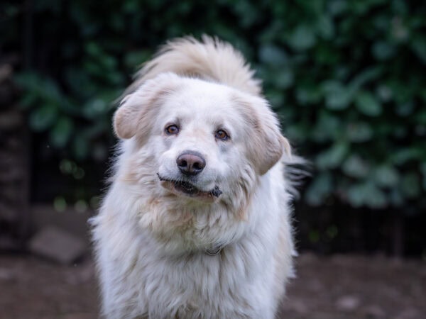 Dsc03889 migliorato nr