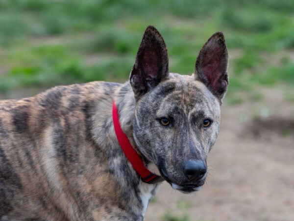 Dsc04274 migliorato nr