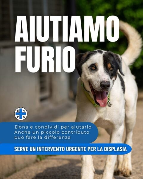 Furio donazione