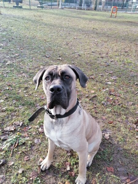 Whatsapp image 2025 11 04 at 20 38 54 (2)