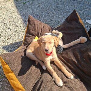 Whatsapp image 2026 03 18 at 17 47 07 (1)