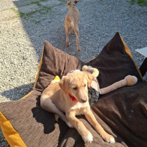 Whatsapp image 2026 03 18 at 17 47 07