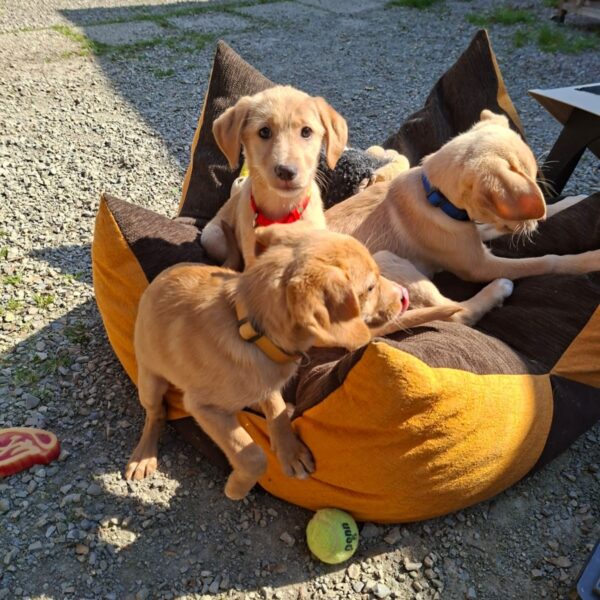 Whatsapp image 2026 03 18 at 17 47 08 (1)