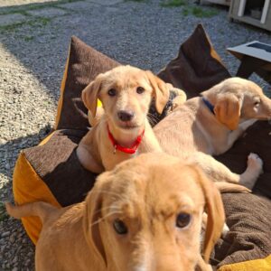 Whatsapp image 2026 03 18 at 17 47 08 (2)