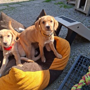 Whatsapp image 2026 03 18 at 17 47 08