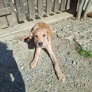 Whatsapp image 2026 03 18 at 17 47 09 (1)