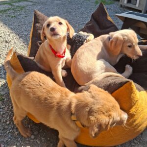 Whatsapp image 2026 03 18 at 17 47 09