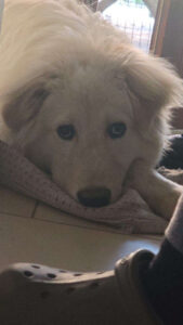Shiro pdf 20260625 184844116 935596980479974824